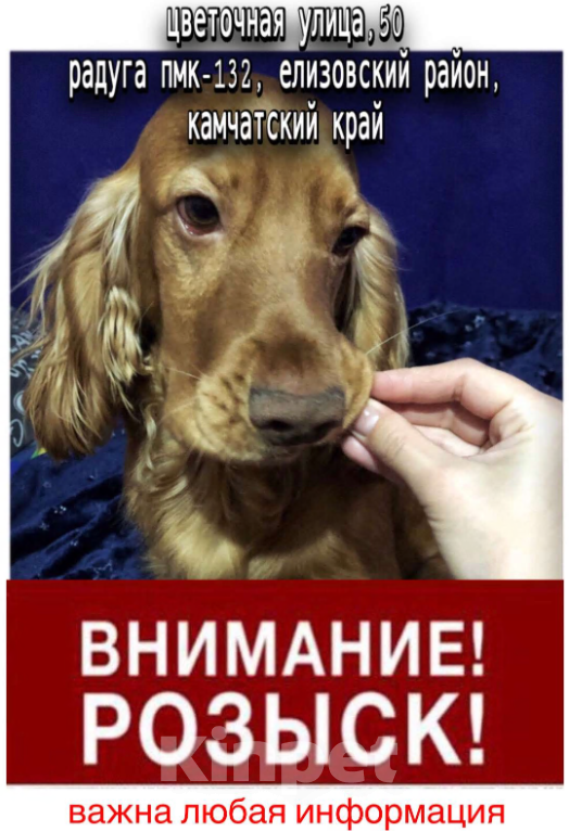 Собаки в других городах Камчатского края: Собаку украли ! Прошу помощи 🙏😭 Мальчик, 100 000 руб. - фото 3