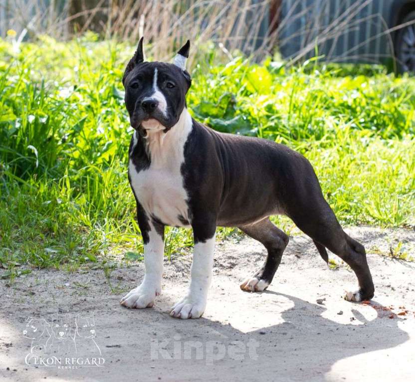 Собаки в других городах Московской области: Чёрная девочка амстафф Девочка, 60 000 руб. - фото 5