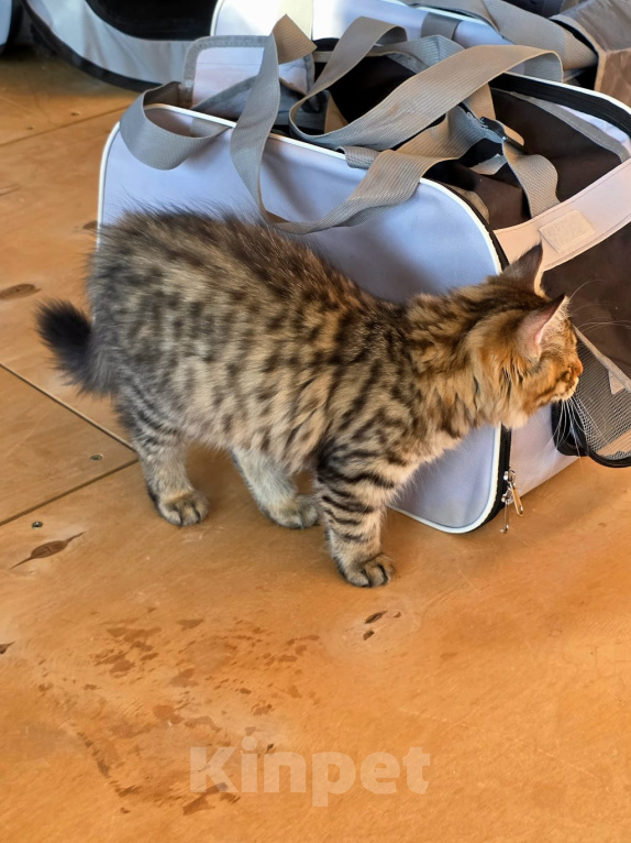 Кошки в других городах Московской области: Сибирские котята Разнополые, Бесплатно - фото 7