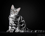 Кошки в Ликино-Дулево: Американская короткошерстная Мальчик, 80 000 руб. - фото 5
