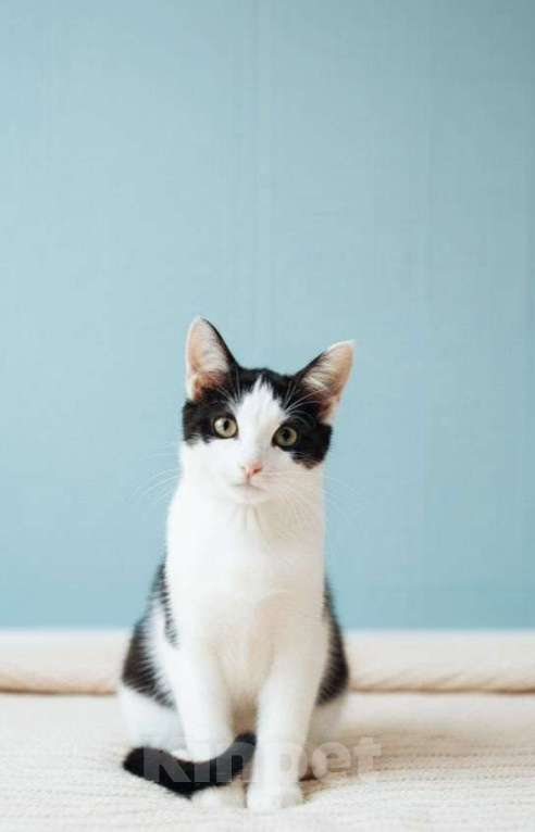 Кошки в Москве: Кошечка ищет дом Девочка, 300 руб. - фото 5