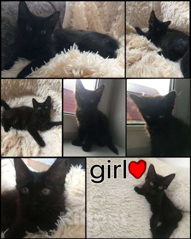 Кошки в других городах Московской области: Ночка Девочка, Бесплатно - фото 2