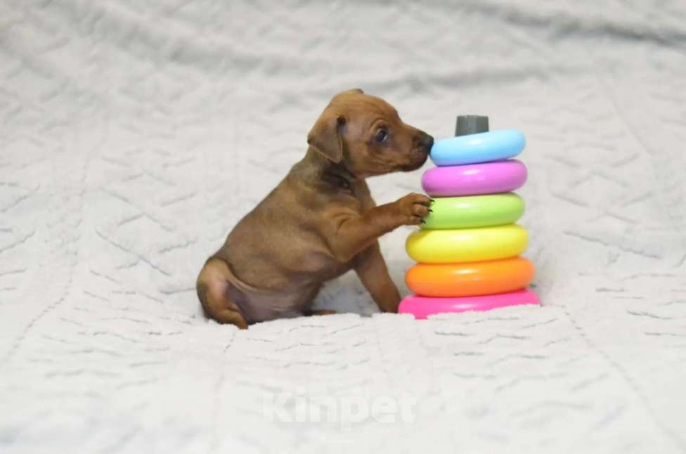 Собаки в Россоши: цвергпинчер щенок Мальчик, 30 000 руб. - фото 1