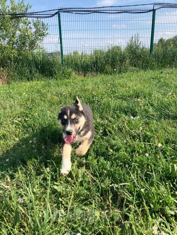 Собаки в Москве: Мира, щенок-егоза в добрые руки Девочка, Бесплатно - фото 2