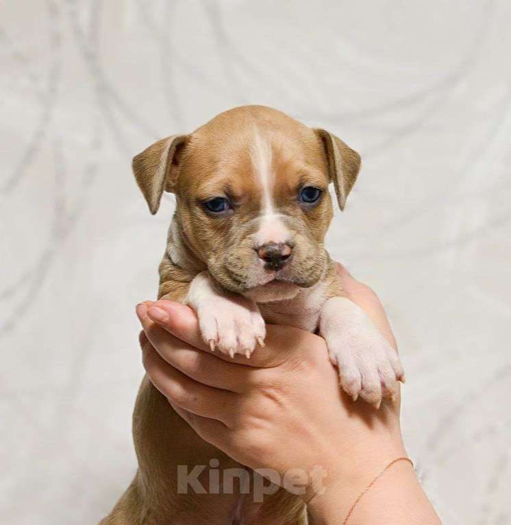 Собаки в Москве: Шикарный парень амстаффа Мальчик, 80 000 руб. - фото 4