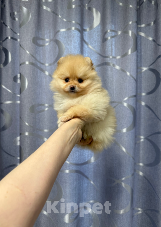 Собаки в Москве: Малышка Девочка, 30 000 руб. - фото 1