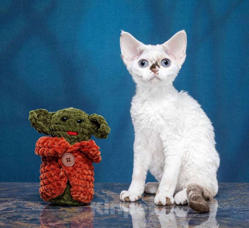 Кошки в Москве: Котенок Девон Рекс Ясмина Девочка, 70 000 руб. - фото 5