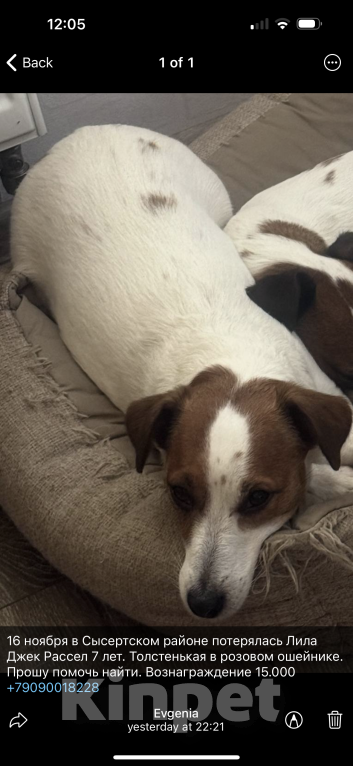 Собаки в других городах Свердловской области: Прошу вернуть за вознаграждение  Девочка, 15 000 руб. - фото 1