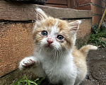 Кошки в Москве: Котенок мальчик  Мальчик, Бесплатно - фото 1
