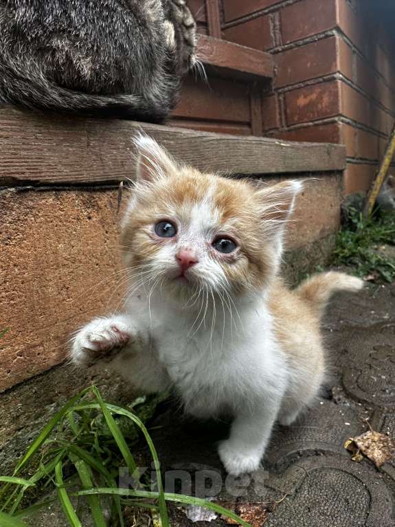 Кошки в Москве: Котенок мальчик  Мальчик, Бесплатно - фото 1