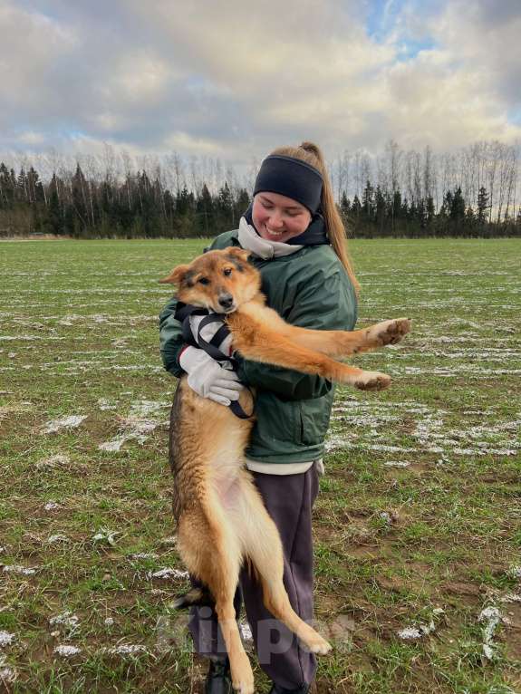 Собаки в Клине: Миндаль — милая карамельная очаровашка, которая ждёт своего Человека Девочка, Бесплатно - фото 7
