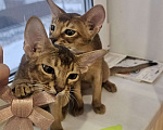 Кошки в Екатеринбурге: Абиссинский котёнок  Мальчик, Бесплатно - фото 3