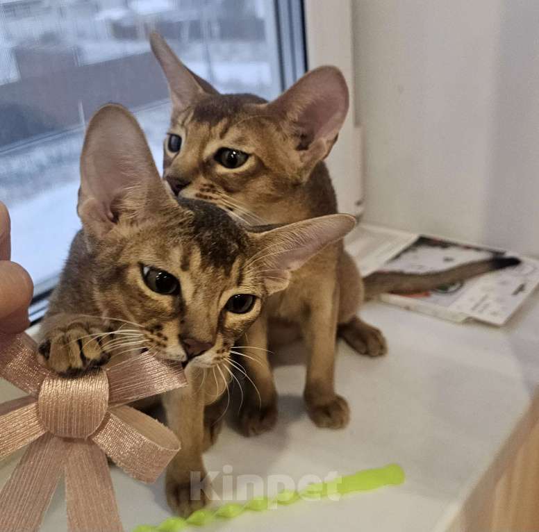 Кошки в Екатеринбурге: Абиссинский котёнок  Мальчик, Бесплатно - фото 3