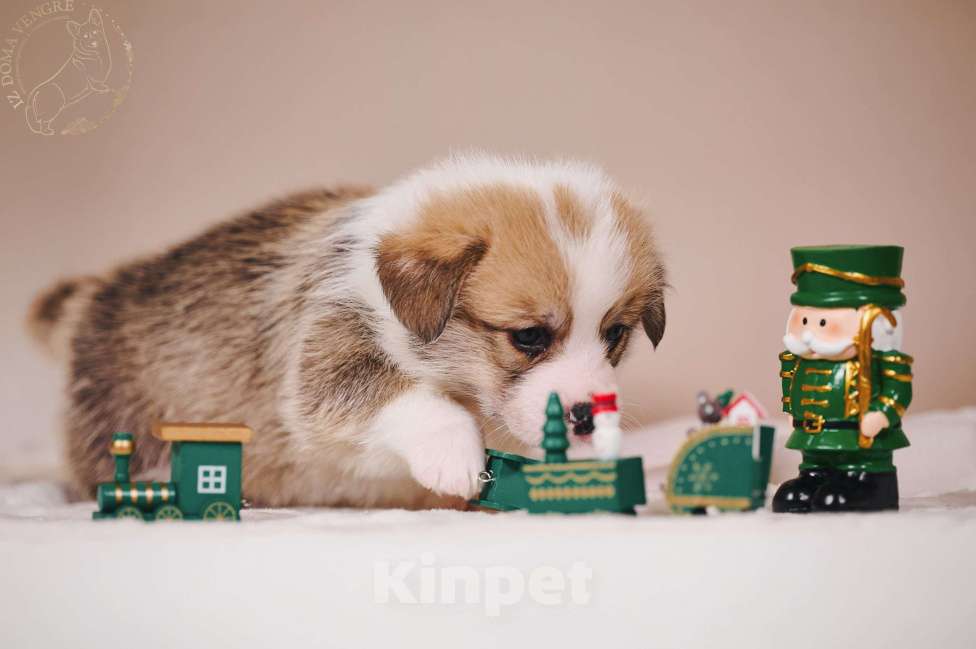 Собаки в Москве: Щенок вельш корги пемброк  по кличке Свежий ветер.... Мальчик, 100 000 руб. - фото 5