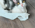 Кошки в Красноярске: Отдам в добрые руки котенка девочку. Девочка, Бесплатно - фото 4