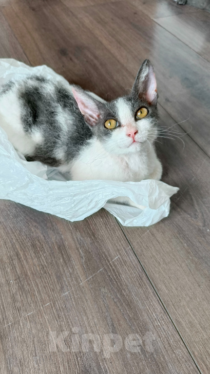 Кошки в Красноярске: Отдам в добрые руки котенка девочку. Девочка, Бесплатно - фото 4