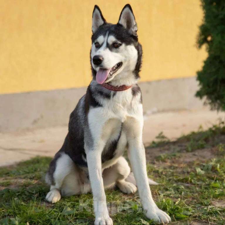 Собаки в Москве: Молоденькая хаски Аляска срочно нуждается в доме! Девочка, Бесплатно - фото 4