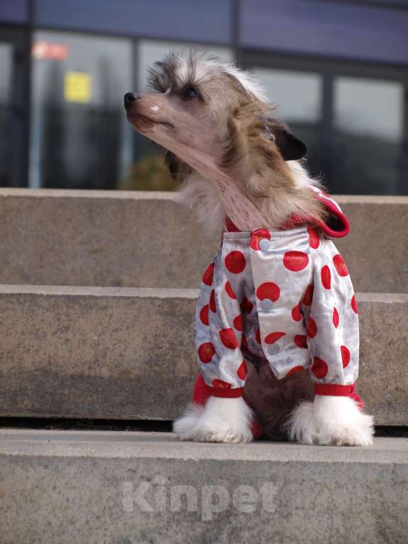 Собаки в Липецке: Щенки китайской хохлатой собаки Мальчик, 30 000 руб. - фото 3