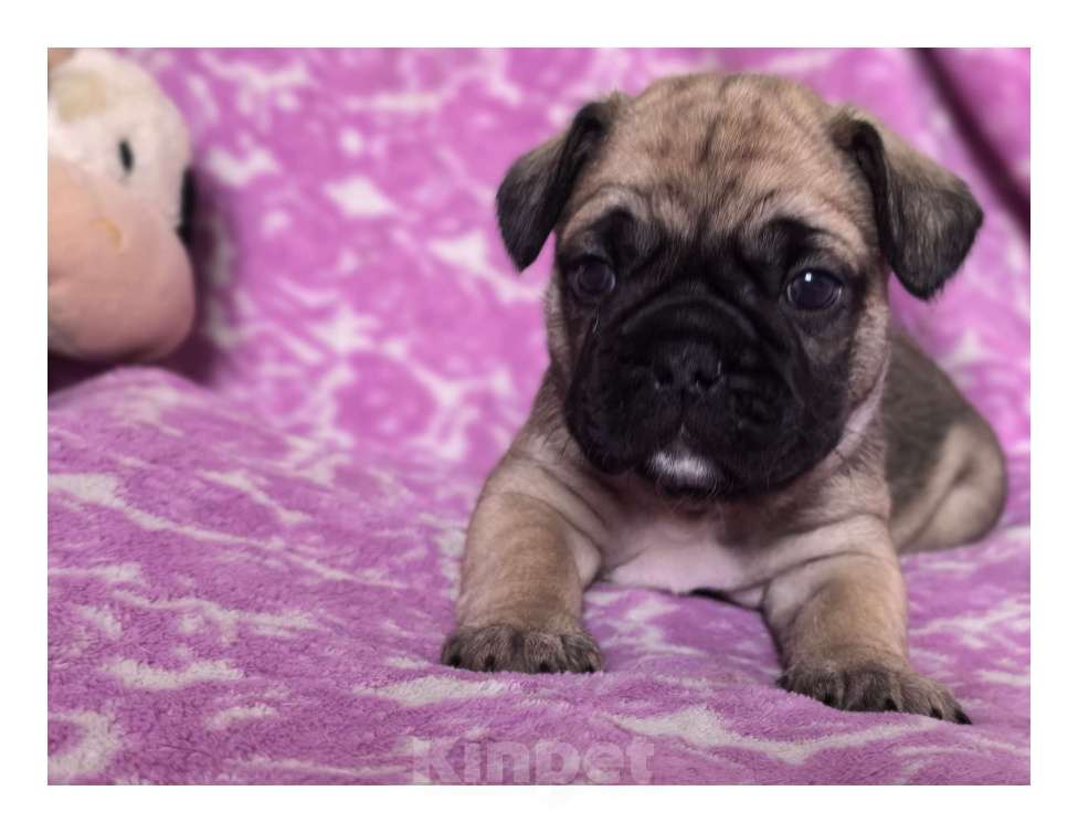 Собаки в Санкт-Петербурге: Французский бульдог щенки Мальчик, 60 000 руб. - фото 4