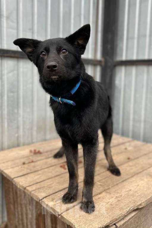 Собаки в Кимовске: Метис овчарки Герда Девочка, Бесплатно - фото 2