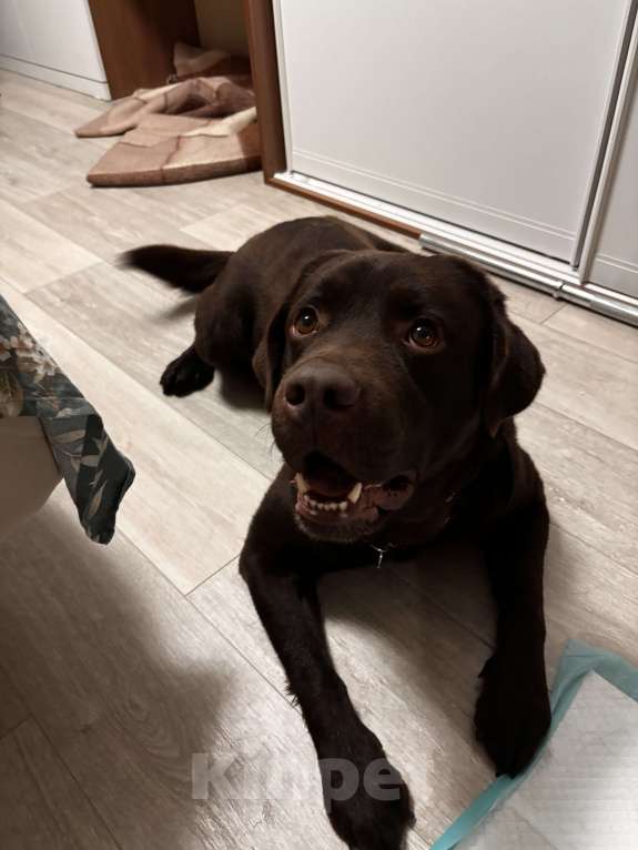 Собаки в Москве: Шоколадный лабрадор в добрые руки Мальчик, Бесплатно - фото 1
