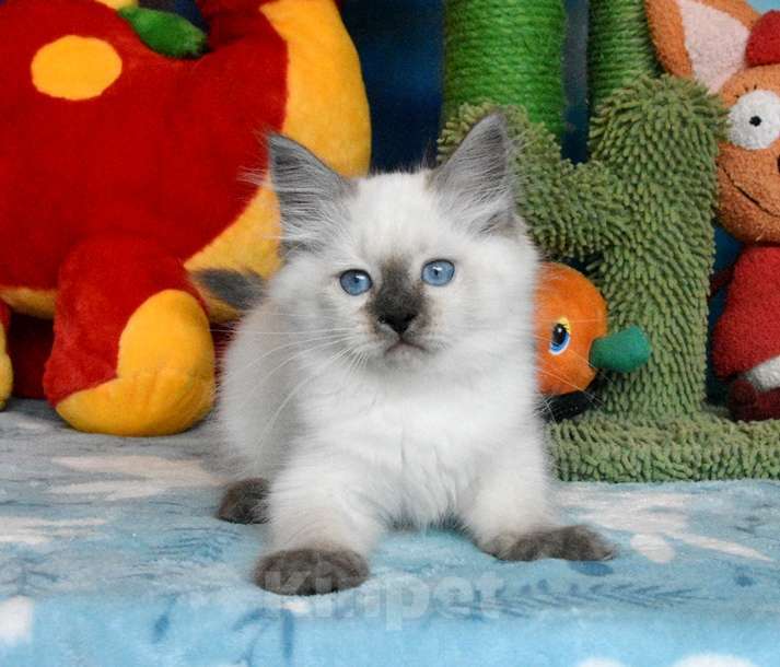 Кошки в Москве: Невские маскарадные котики яркого окраса. Мальчик, 45 000 руб. - фото 1