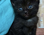 Кошки в Реутове: Котенок- девочка, 1 месяц Девочка, 700 руб. - фото 3
