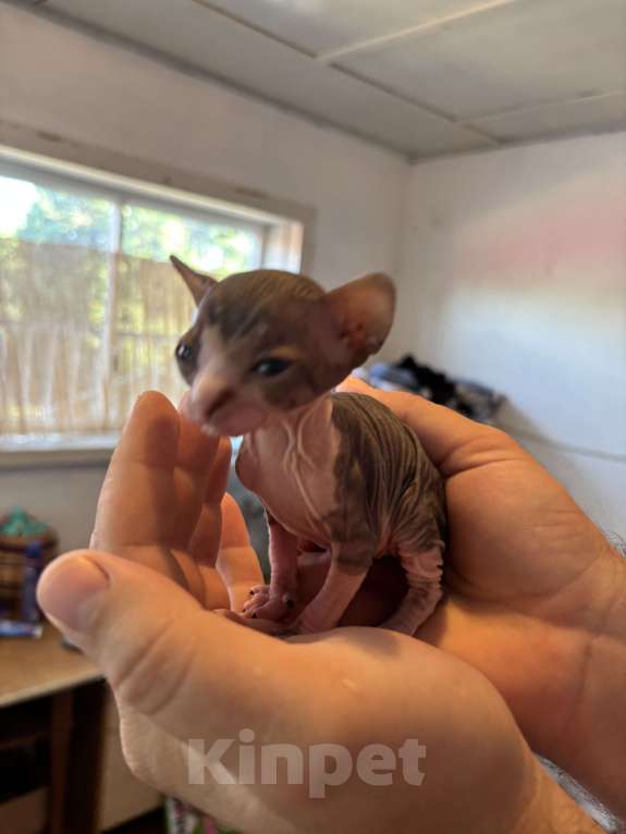 Кошки в других городах Волгоградской области: Открыт для бронирования котенок канадского сфинкса (Мальчик) родился 04.08.25. Бронь 2000 рублей Мальчик, 8 000 руб. - фото 2