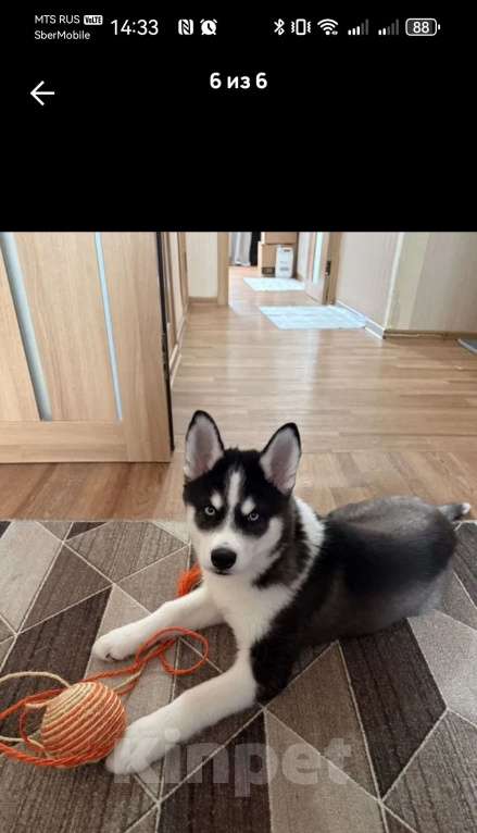 Собаки в других городах Свердловской области: Продам девочку щенка Девочка, 10 000 руб. - фото 3