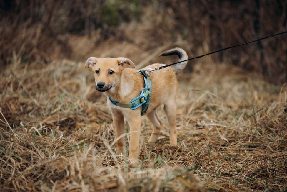 Собаки в Москве: Рыжий, маленький лисёнок в поисках дома! Мальчик, Бесплатно - фото 10