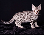 Кошки в Москве: Бенгальские котята Мальчик, 20 000 руб. - фото 4
