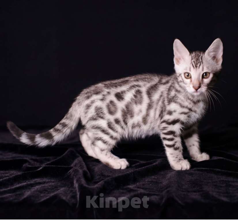 Кошки в Москве: Бенгальские котята Мальчик, 20 000 руб. - фото 4