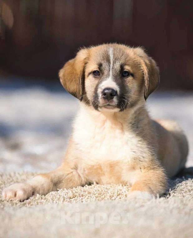 Собаки в Красногорске: Бетховен Мальчик, Бесплатно - фото 1