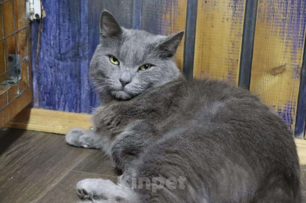 Кошки в Коломне: Кот Проша ищет любящее сердце Мальчик, Бесплатно - фото 3