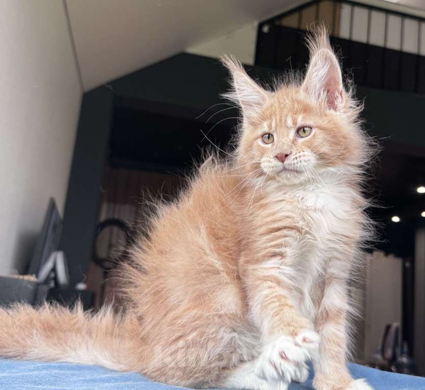 Кошки в Москве: Кот Мейн Кун Veyron Fletcher Мальчик, 100 000 руб. - фото 9