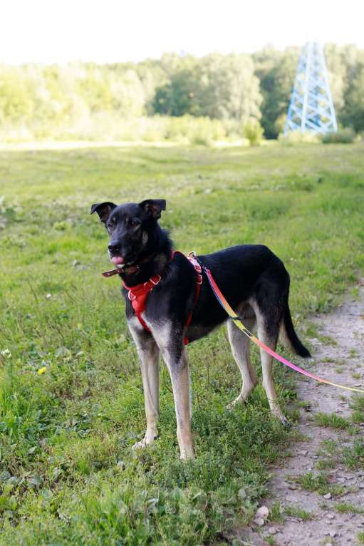 Собаки в Москве: Молодой песик Бакс  ищет дом! Мальчик, Бесплатно - фото 7