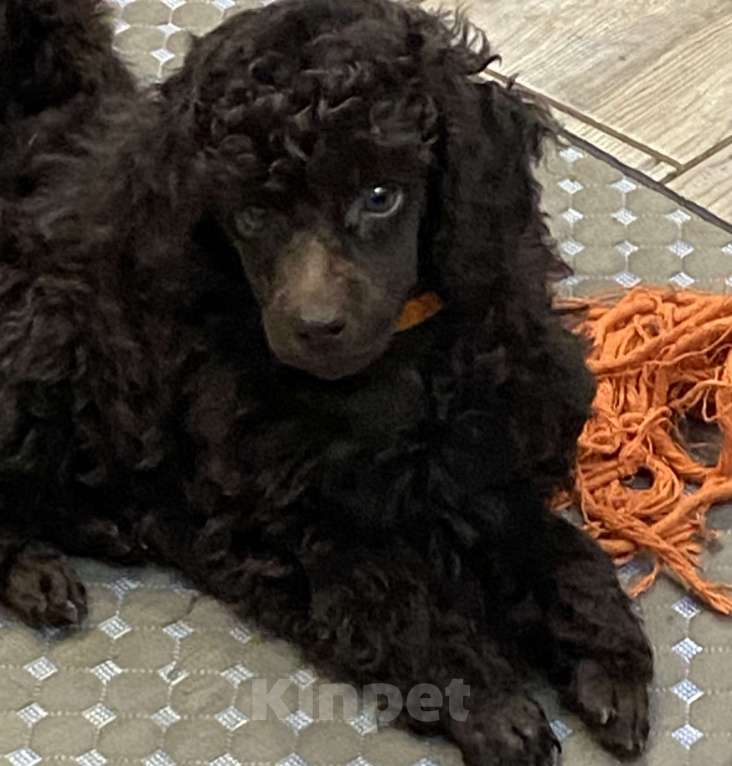 Собаки в Москве: Щенки пуделя Девочка, 100 000 руб. - фото 1