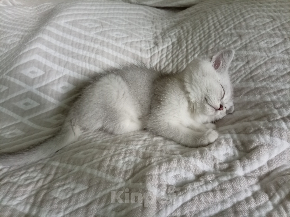 Кошки в Звенигово: Британский короткошёрстный котёнок Мальчик, 4 000 руб. - фото 4