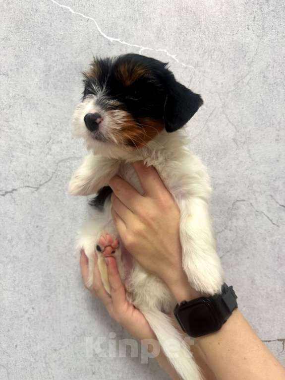 Собаки в Омске: Бивер-йоркширский терьер, щенок девочка Девочка, 60 000 руб. - фото 4