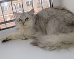 Кошки в Москве: Шотландский длинношерстный прямоухий мальчик Мальчик, 15 000 руб. - фото 7