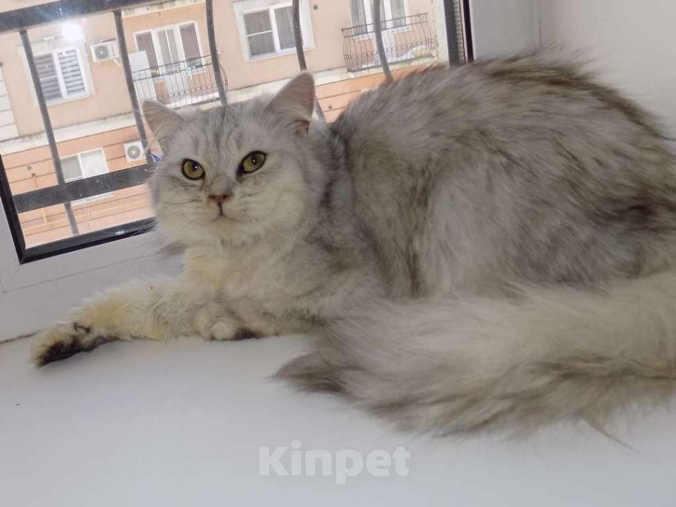 Кошки в Москве: Шотландский длинношерстный прямоухий мальчик Мальчик, 15 000 руб. - фото 7