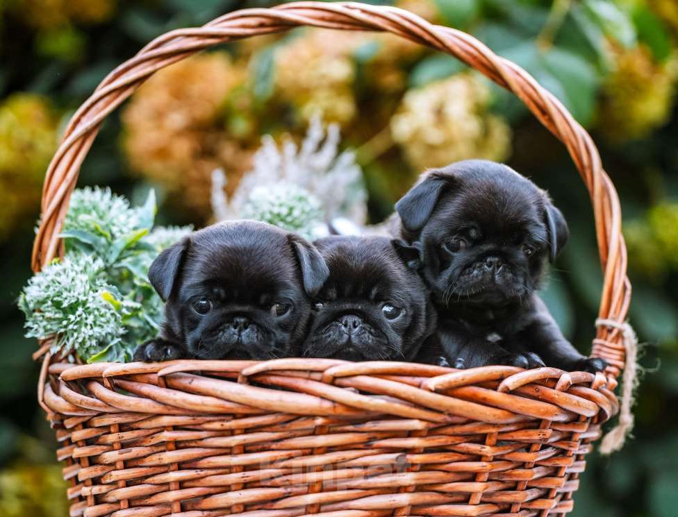 Собаки в Новосибирске: Мопс Сейлор Мун Девочка, 60 000 руб. - фото 10