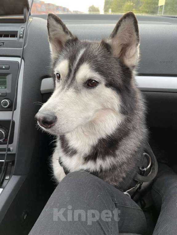 Собаки в Москве: Отдам собаку в добрые руки Девочка, Бесплатно - фото 2
