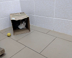 Кошки в Санкт-Петербурге: Котенок Швепс без части задней левой лапки хочет обрести семью Мальчик, Бесплатно - фото 2