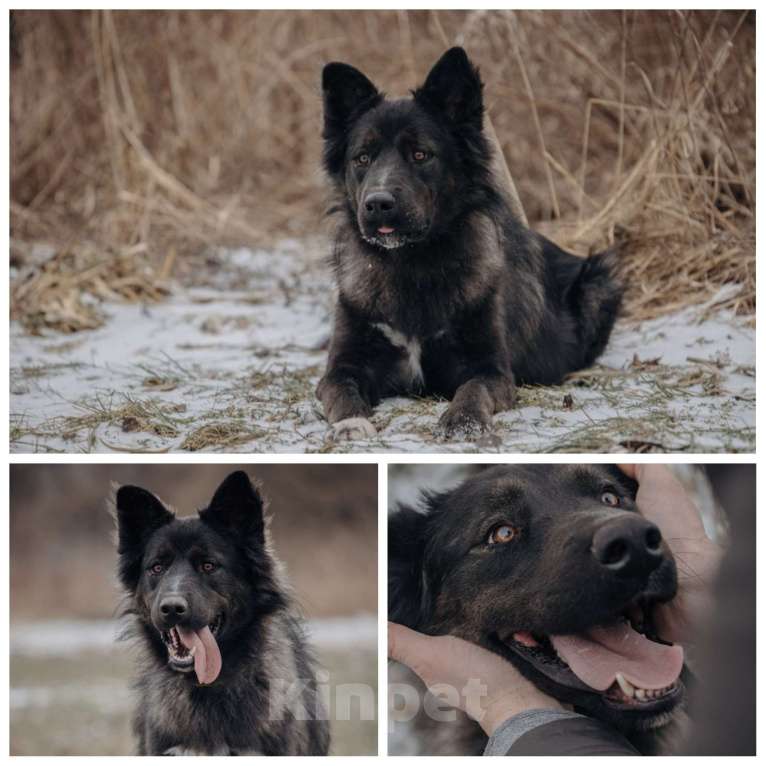 Собаки в Домодедово: В добрые руки Мальчик, Бесплатно - фото 8