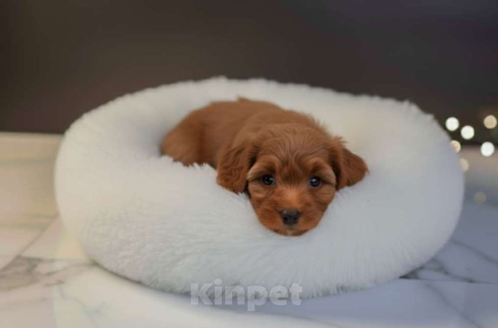 Собаки в Москве: Мальтипу F1 премиум мини Корея Девочка, 80 000 руб. - фото 3