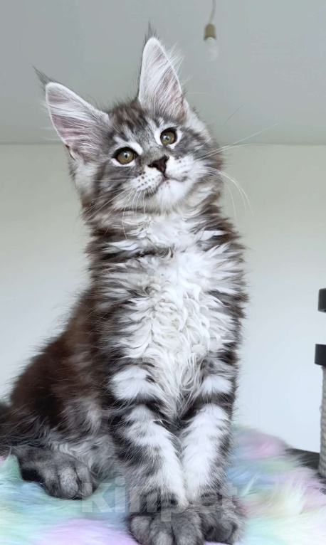 Кошки в Москве: Мейн кун Девочка, Бесплатно - фото 2