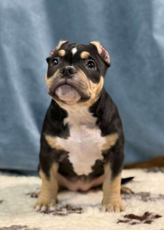 Собаки в Санкт-Петербурге: Продам Девочка, 100 000 руб. - фото 7