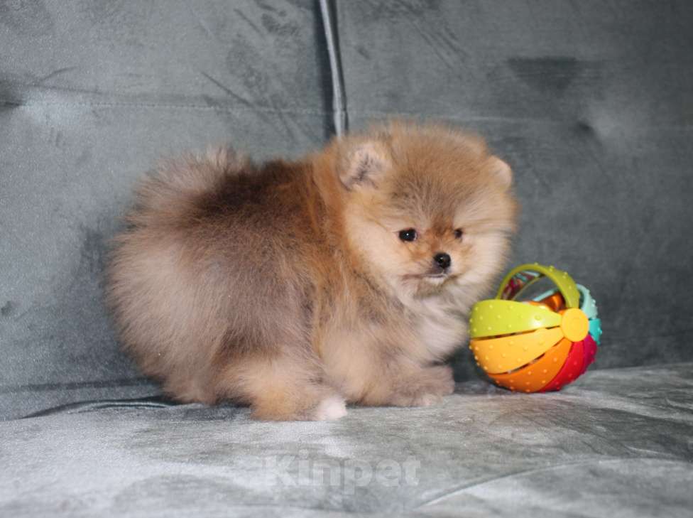 Собаки в Санкт-Петербурге: Щенок померанского шпица Девочка, 40 000 руб. - фото 3