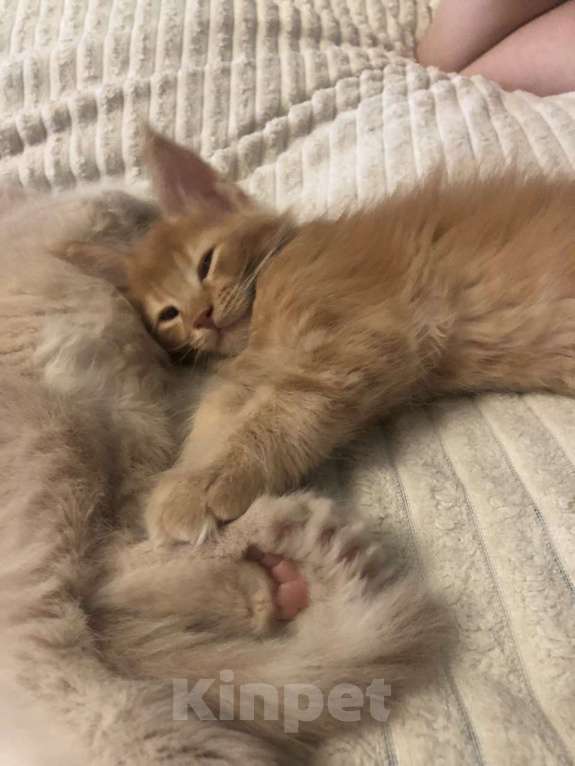 Кошки в Санкт-Петербурге: Котята мейн-кун Мальчик, Бесплатно - фото 8